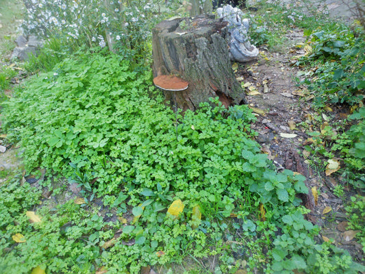 Die besten Insekten-Hotels