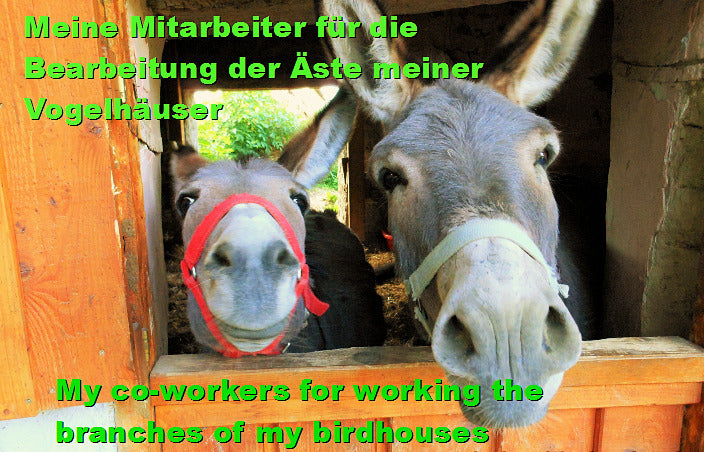 Meisenknödelhalter für Knödel ohne Netz XXL Tit dumpling holder for dumplings without net XXL - BalkanwoodDesign Handmade