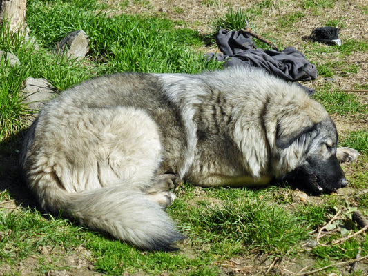 Unser Hund " ELZA "