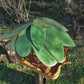 Vogelfutterhaus mit grünem Dach und Meisenknödelhalter - BalkanwoodDesign Handmade